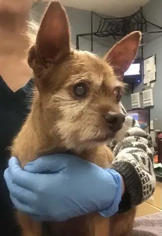Bambi - Terrier