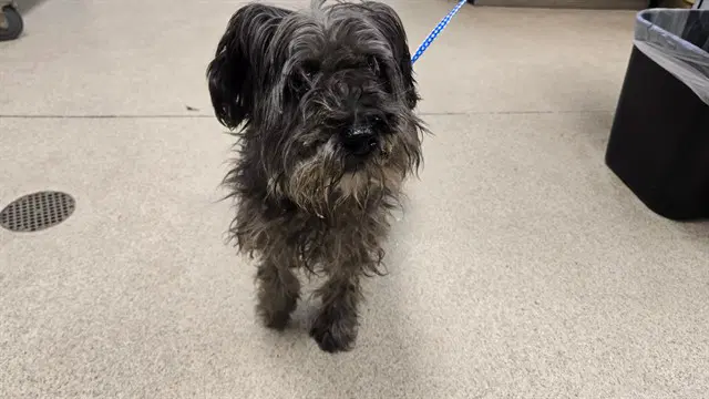 Pepper - Miniature Schnauzer