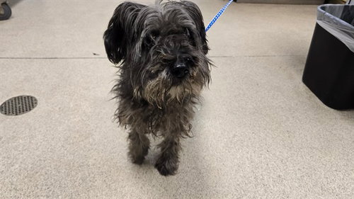 Pepper, Miniature Schnauzer (medium coat)