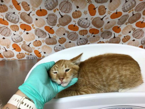 Mango, Domestic Short Hair (medium coat)