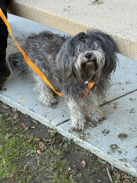Poppy, Maltese / Mixed (medium coat)