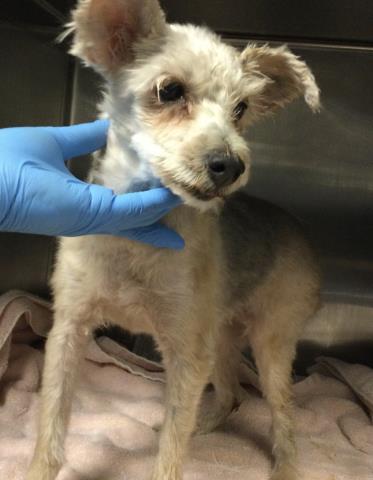 Molly, Maltese (medium coat)