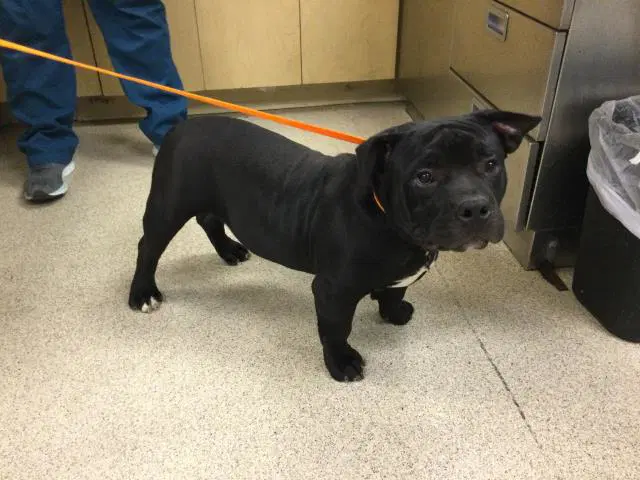 Winston - Pit Bull Terrier