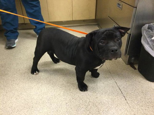 Winston, Pit Bull Terrier / American Bulldog / Mixed (medium coat)