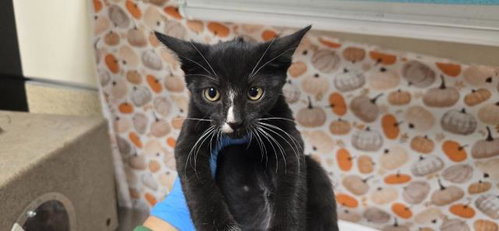 Mr. Sam, Domestic Short Hair (medium coat)