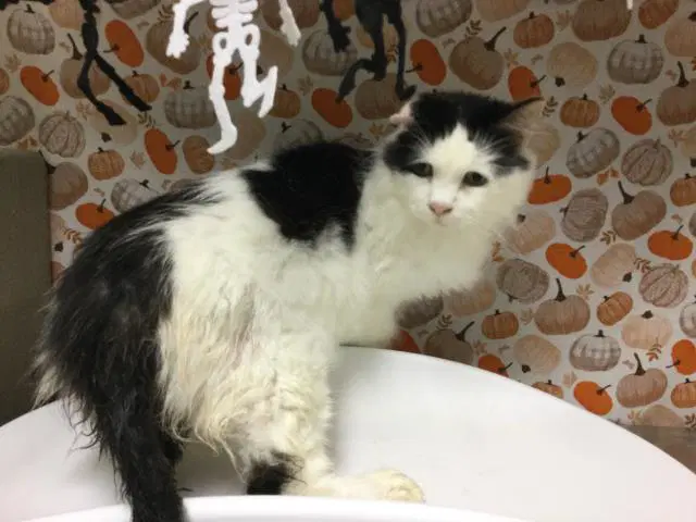 Astennu - Domestic Long Hair