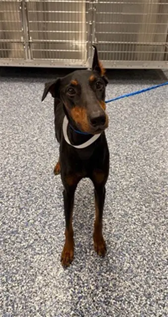 Mamita - Doberman Pinscher