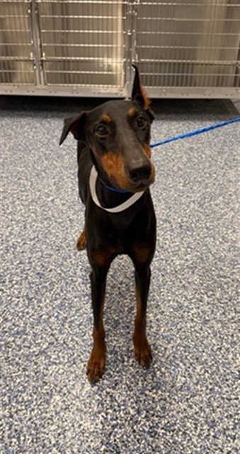 Mamita, Doberman Pinscher (medium coat)