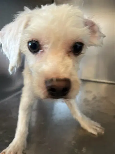 Qtip - Maltese