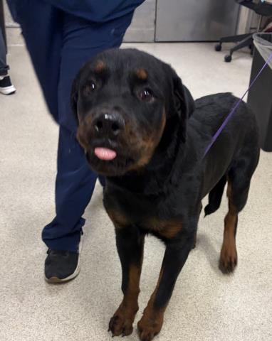 Mango, Rottweiler (short coat)