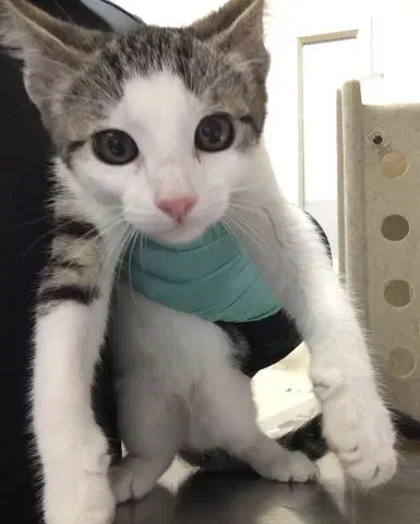 Kelly - Domestic Short Hair