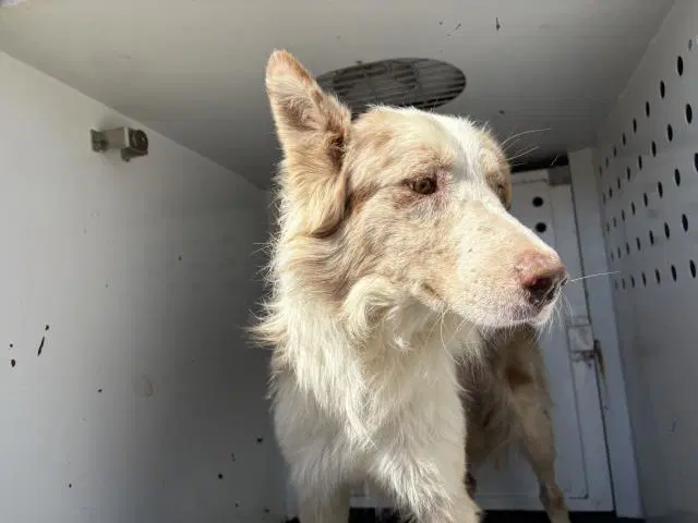 Dude - Australian Shepherd