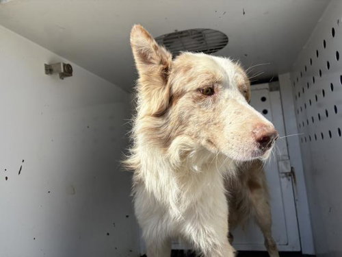 Dude, Australian Shepherd (medium coat)