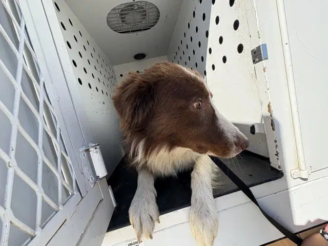 Guy - Australian Shepherd
