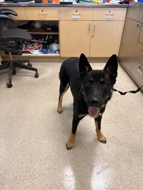 Steevie - German Shepherd Dog