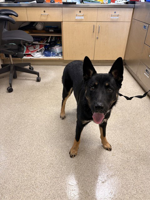 Steevie, German Shepherd Dog (medium coat)