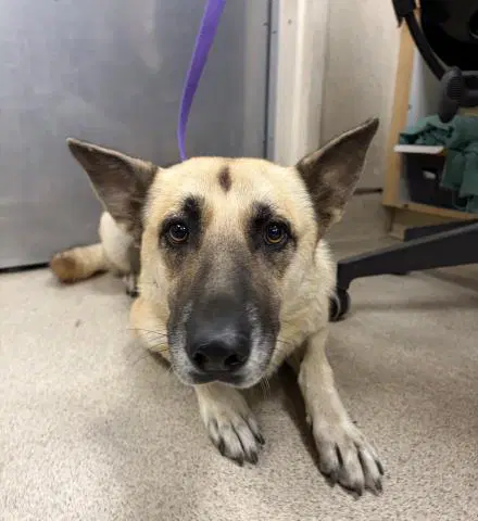 Amy - German Shepherd Dog