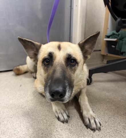 Amy, German Shepherd Dog (short coat)
