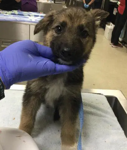 Jonathan - German Shepherd Dog