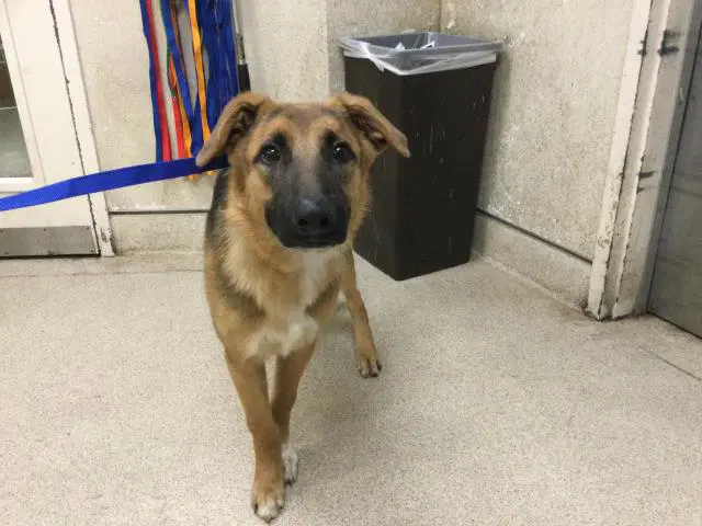 Jonathan - German Shepherd Dog