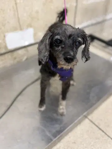 Maribelle - Terrier