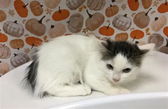 Willow - Domestic Short Hair
