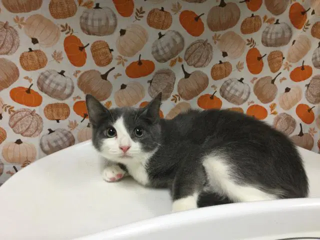 Molly - Domestic Short Hair