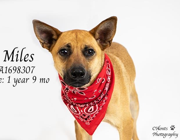 adoptable Dog in Thousand Palms, CA named Dog
