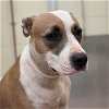 adoptable Dog in  named Dog
