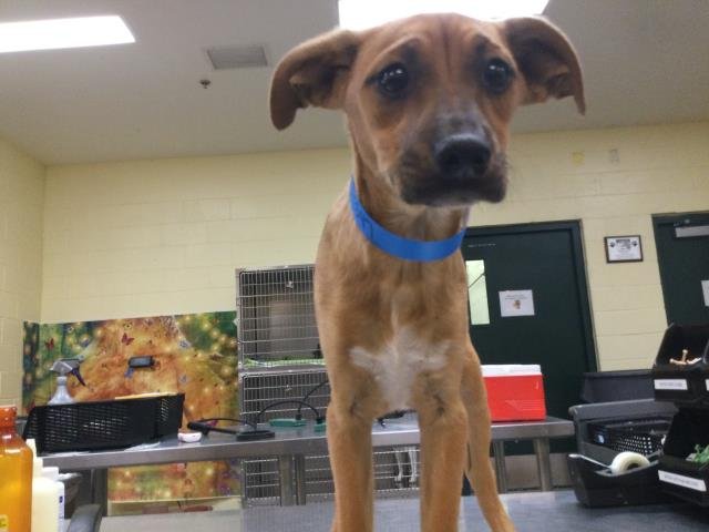adoptable Dog in Thousand Palms, CA named Dog