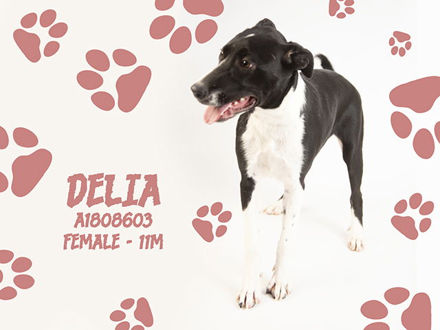 adoptable Dog in Thousand Palms, CA named Dog