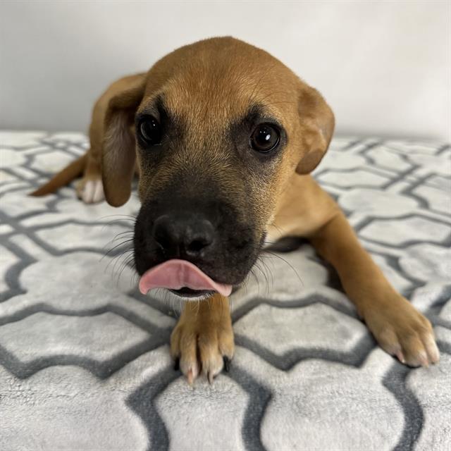 adoptable Dog in Thousand Palms, CA named Dog