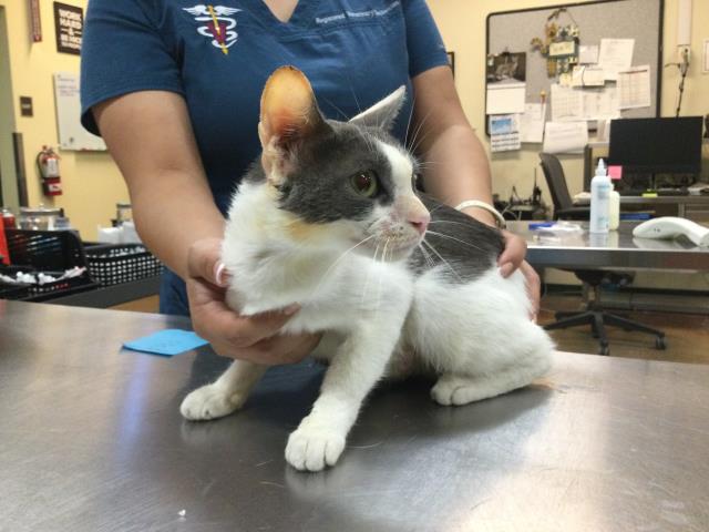 adoptable Cat in Thousand Palms, CA named Cat