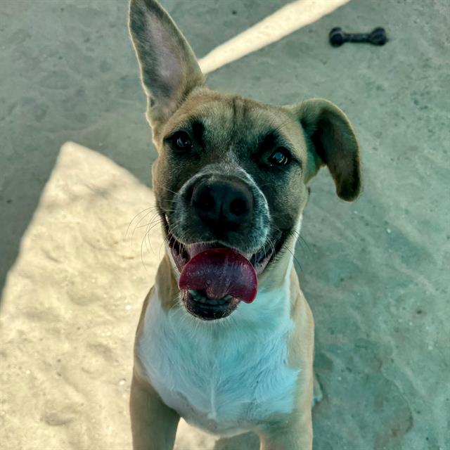 adoptable Dog in Thousand Palms, CA named Dog