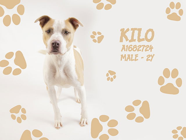 adoptable Dog in Thousand Palms, CA named Dog