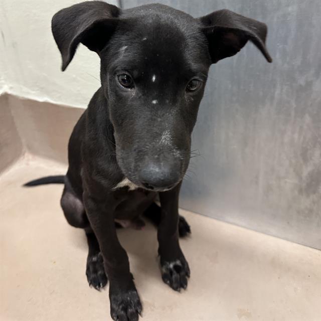 adoptable Dog in Thousand Palms, CA named Dog