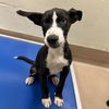 adoptable Dog in Thousand Palms, CA named Dog