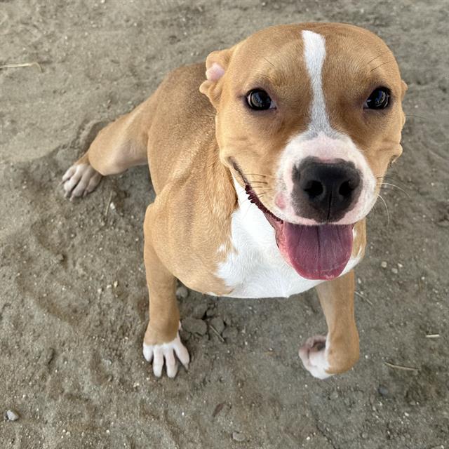 adoptable Dog in Thousand Palms, CA named Dog