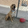 adoptable Dog in Thousand Palms, CA named Dog