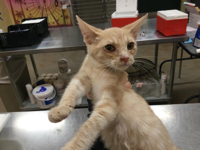 adoptable Cat in Thousand Palms, CA named Cat