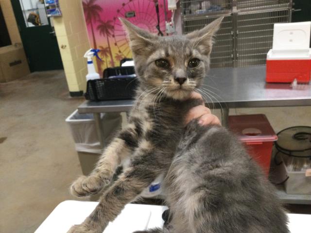 adoptable Cat in Thousand Palms, CA named Cat