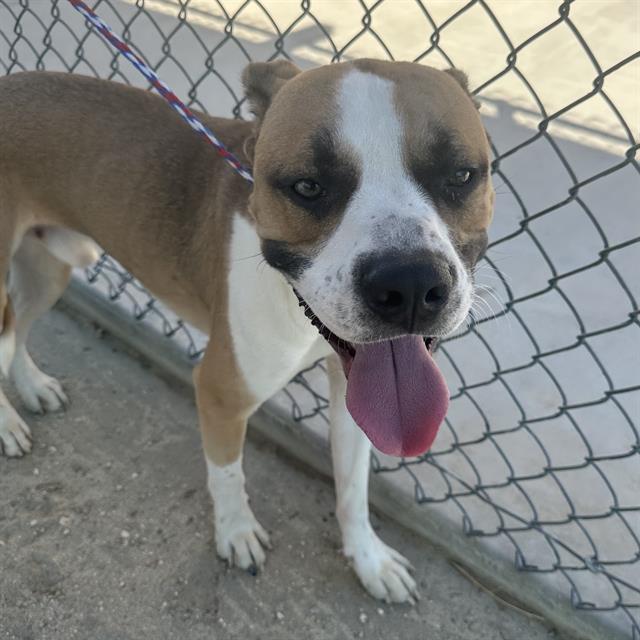 adoptable Dog in Thousand Palms, CA named Dog