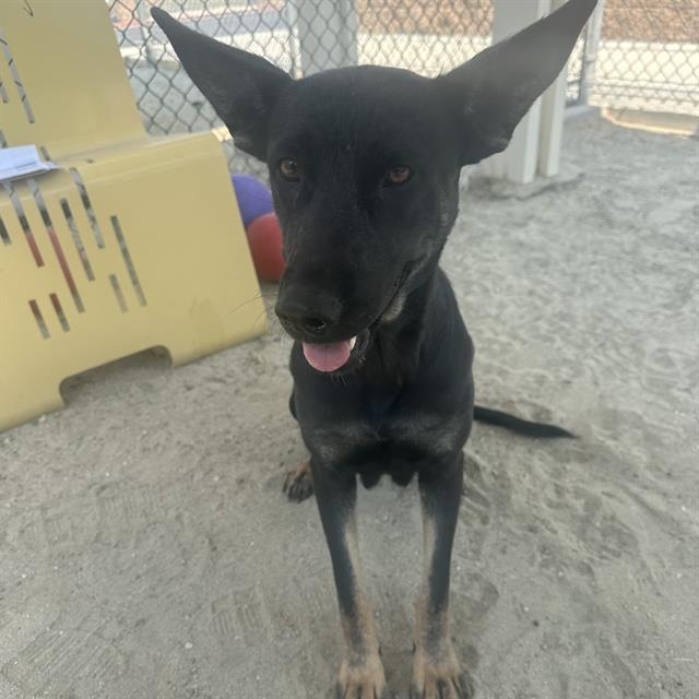 adoptable Dog in Thousand Palms, CA named Dog