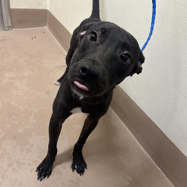 adoptable Dog in Thousand Palms, CA named Dog