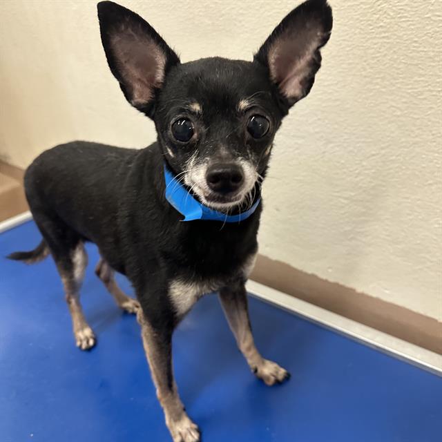 adoptable Dog in Thousand Palms, CA named Dog