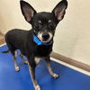 adoptable Dog in Thousand Palms, CA named Dog