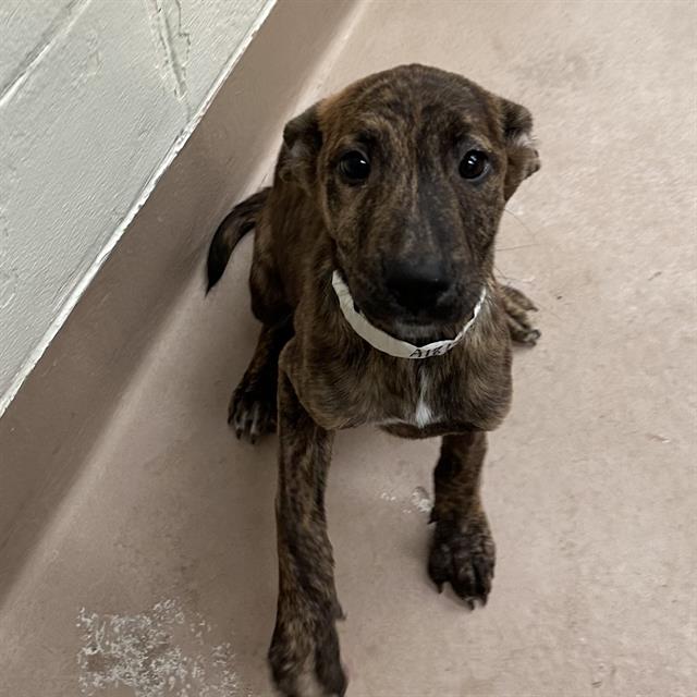 adoptable Dog in Thousand Palms, CA named Dog