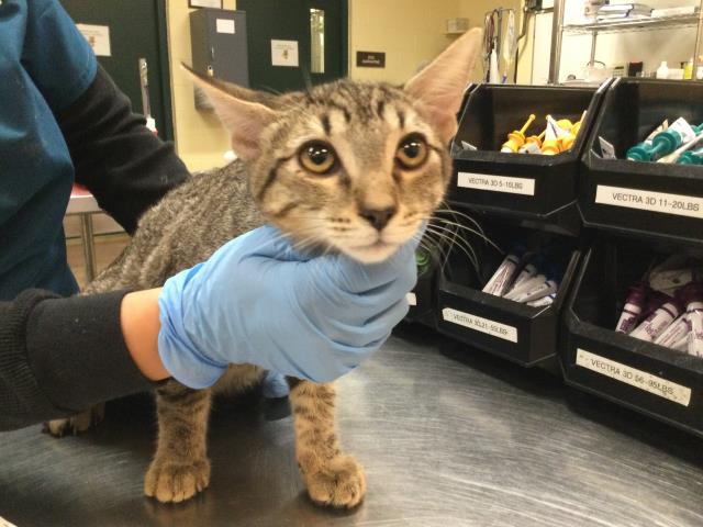 adoptable Cat in Thousand Palms, CA named Cat