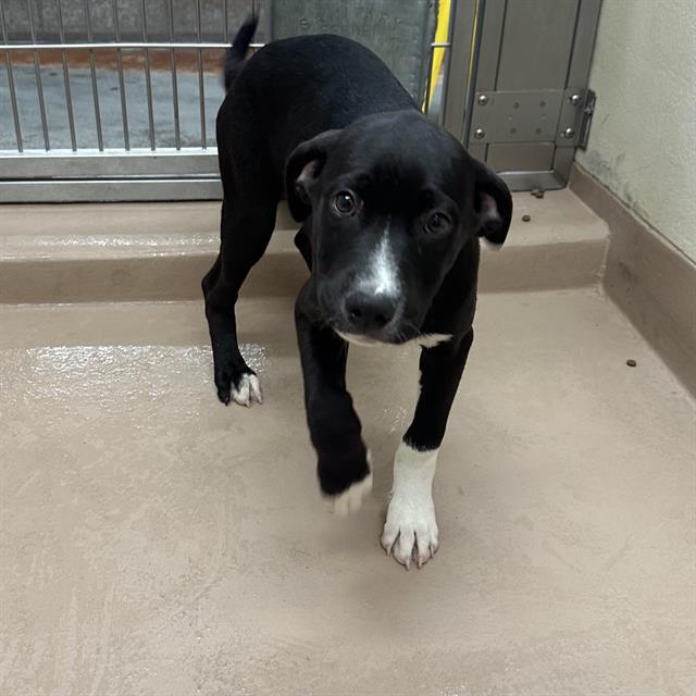 adoptable Dog in Thousand Palms, CA named Dog