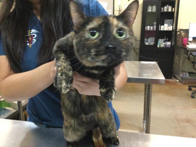 adoptable Cat in Thousand Palms, CA named Cat